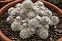 REBUTIA MINUSCULA.jpg